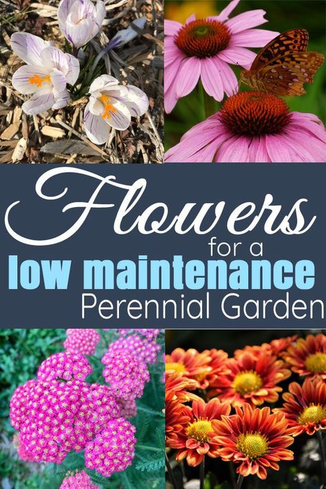 Low Maintenance Flower Garden, Perennial Flower Garden, Garden Flowers Perennials, Perennial Flower, Low Maintenance Garden, Garden Care, Perennial Garden, Flowers Perennials, Flower Bed