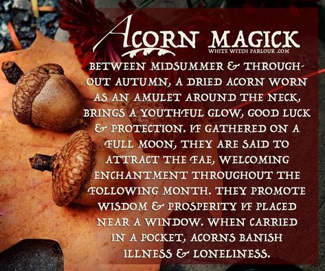 Acorn Magick – WhiteWitchParlour.com Acorn Meaning, The White Witch, Witch Tools, Magickal Herbs, Wiccan Witch, Eclectic Witch, Wiccan Spell Book, Witch Spell, Herbal Magic