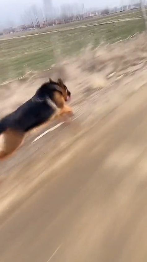 This German Shepard can run. Video Credit: @user2127331674360 Army German Shepherd, German Shepherd In Car, German Shepherd Barking Videos, Baby Dogs Videos, Husky German Shepherd Mix Dogs, Funny German Shepherd Videos, German Shepherd Running, Sable German Shepherd Puppies, German Shepherd Aesthetic