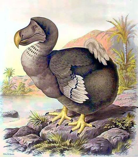 Dinosaurs Extinction, Extinct Birds, Dodo Bird, Extinct Animals, Prehistoric Creatures, Prehistoric Animals, Ice Age, Animal Cards, Vintage Birds