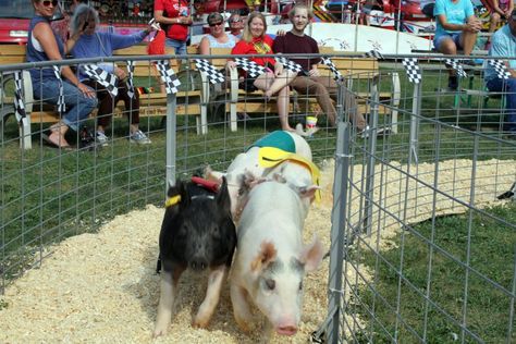 Pig Races, Wisconsin State Fair, Beaver Dam, Wisconsin State, Petting Zoo, Sprint Cars, County Fair, State Fair, West Africa