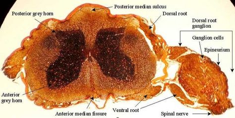 labeled spinal cord with dorsal root ganglion | histology of ... Dorsal Root Ganglion, Spinal Nerve, Spinal Cord, Central Nervous System, Science Biology, Neurology, Anatomy And Physiology, Human Anatomy, Nerve