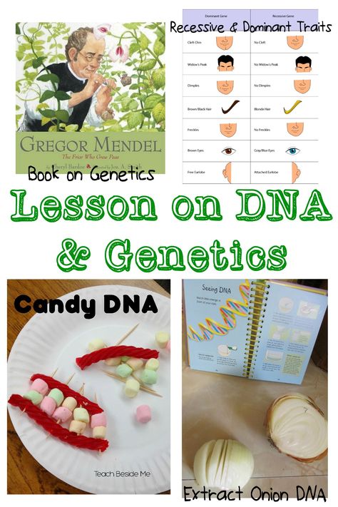 Last week at my homeschool co-op class, I taught our Magic School Bus Science class and did a lesson all about DNA and Genetics. It was a really fun lesson to prepare and to teach and I wanted to share some of the DNA teaching resources I used to help you teach on this subject. … Projects For High School Students, Dna Lesson, Genetics Activities, Dna Activities, 7th Grade Science, 8th Grade Science, 6th Grade Science, Genetic Engineering, Teaching Biology