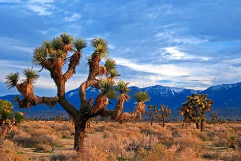 Palmdale California, California Places To Visit, San Bernardino Mountains, National Park Map, National Parks Map, High Desert, California National Parks, Joshua Tree National Park, Nature Trail