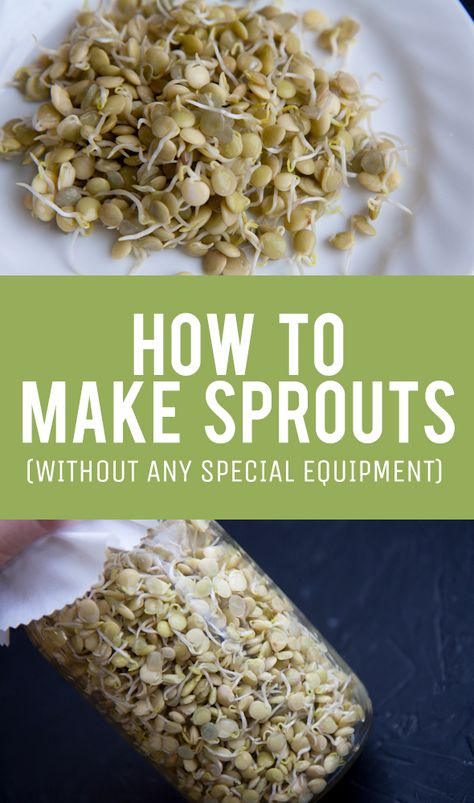 Lentil Sprouts How To Grow, How To Make Sprouts At Home, Sprouting Lentils, Sprout Lentils, How To Sprout Lentils, Lentil Sprouts, How To Make Sprouts, Sprouted Lentils, Growing Sprouts