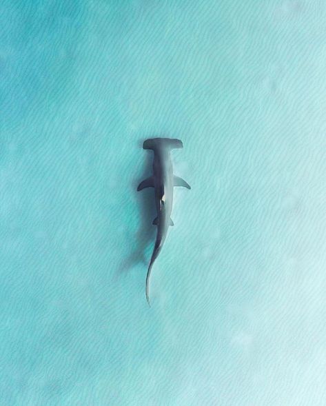 @ally.photog  #drone #westernaustralia #visitwa #aerialphotography #dronephotography #wildlife #wildlifephotography #hammerheadshark #shark #photographerorg #photographerorgfeature Marine Life Photography, Shark Background, Ocean Life Photography, Shark Pictures, Shark Drawing, Shark Art, Shark Tattoos, Beautiful Sea Creatures, Hammerhead Shark