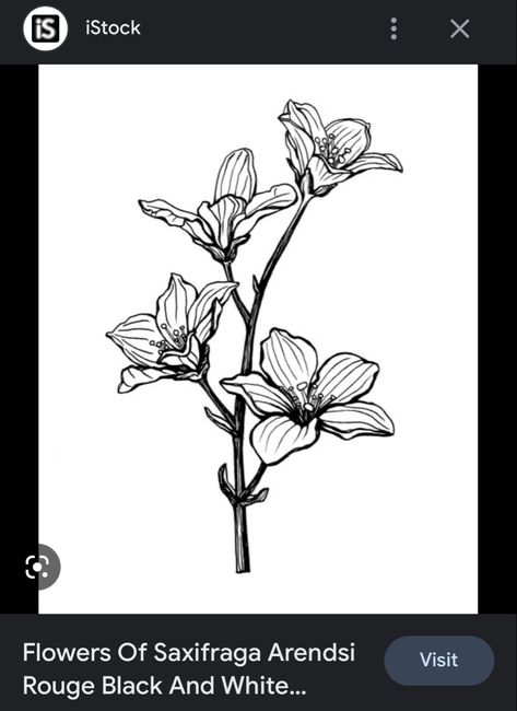 Saxifrage Flower, Illustration Simple, Flower Tattoo, Tatting, Tattoos, Flowers