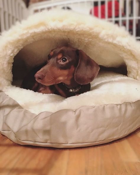 Creative Dog Bed, Cozy Cave Dog Bed, Dachshund Bed, Weeny Dogs, Dachshund Stuff, New Puppy Checklist, Puppy Checklist, Dog Cave, Cave Bed