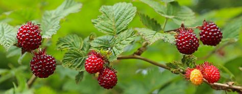 Salmonberries Berry Tattoo, Salmon Berry, Botanical Sleeve, Dragon Fruit Benefits, Alaska Fishing, Fruit Bag, Fruit Benefits, Shiny Skin, Hygienic Food