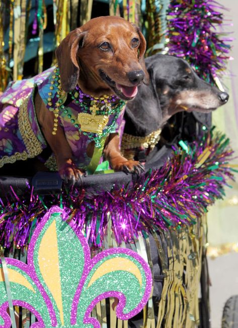 Throwing Bones, Mardi Gras Pictures, Pig Kiss, Mardi Gras Dog, Mardi Gras Float, Dog Parade, Pet Parade, Mardi Gras Outfits, Halloween Travel