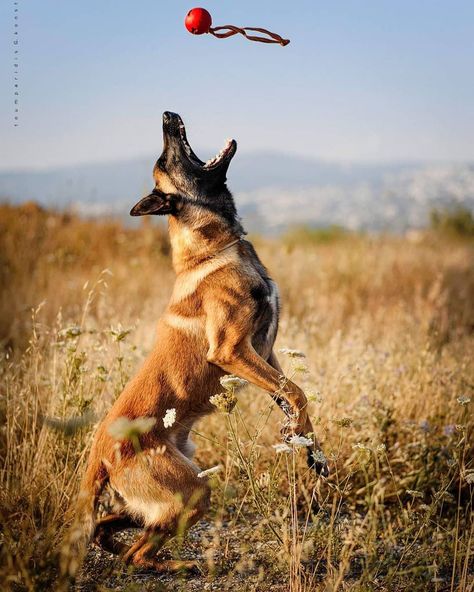 earch and Rescue Dog 🚒 TALOS ? Malinois Photography, Berger Malinois, Wolf Poses, Belgium Malinois, Protection Dogs, Dutch Shepherd, Search And Rescue Dogs, Belgian Malinois Dog, Malinois Dog