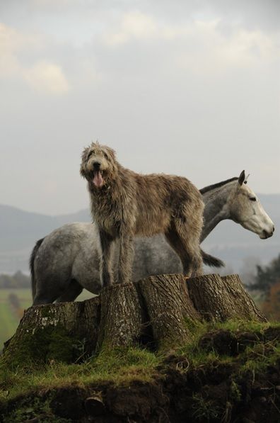 Irish Wolfhound // LOVE this pic Irish Wolfhound, Horses And Dogs, Atticus, Appaloosa, Quarter Horse, Beautiful Dogs, Big Dogs, Animals Friends, I Love Dogs