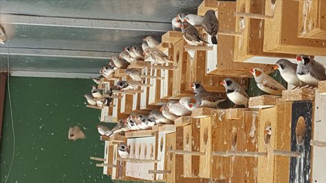 Breeding finches Zebra Finch Cage Ideas, Bird Aviary For Sale, Aviary Design, Finch Bird House, Fancy Birds, Finch Cage, Zebra Finches, Love Birds Pet, Birds Pet