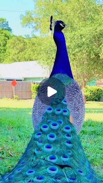 Beautiful Birds Videos, Pictures Of Peacocks, Bird Videos, Peacock Pictures, Funny Poems, Dancing Animals, Ballet Dance Videos, Dresses Romantic, Peacock Bird