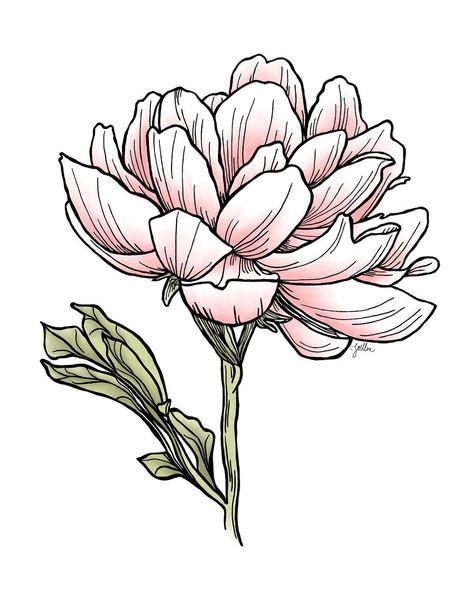 Joellen Armstrong on Instagram: “I know. I NEED to get these things added to my Etsy shop. All I can say is… LIFE! And decision fatigue, and an extreme distaste for all the…” Poppy Flower Drawing, Peony Drawing, Decision Fatigue, Form Drawing, Drawing Examples, Flower Art Drawing, Mini Drawings, Birth Month Flowers, Beautiful Drawings