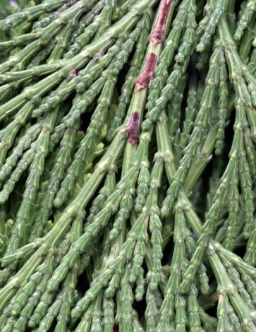 Root stem cuttings of white cedar for faster results than growing from seed. White cedar (Thuja occidentalis), known as arborvitae, is one of the most popular evergreen shrubs... Leyland Cypress Trees, Emerald Green Arborvitae, Leyland Cypress, Garden Shrubs, White Cedar, Cedar Trees, Cypress Trees, Container Gardens, Evergreen Shrubs