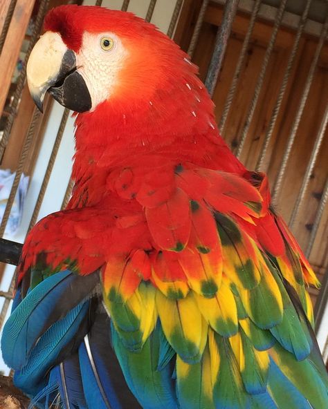 💫 Sandra Borowiak 💫 on Instagram: “My new friend 🥀🌈 #parrot #colorfull #tenerife #rainbow” Rainbow Macaw, Rainbow Parrot, Red Parrot, Tropical Animals, Modern Disney, New Friends, Drawing Reference, Parrot, Birds