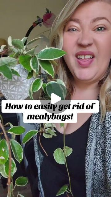 Ellie Bagwell on Instagram: "Easiest way to get rid of mealybugs! HAIRSPRAY!!!  When Hairstylist and plant lady collide💁‍♀️🌱  #hairspray #mealybug #plantsmakepeoplehappy #plantpests #indoorjungle #Houseplants #indoorgardening" How To Get Rid Of Mealy Bugs On Plants, Mealybugs How To Get Rid, Get Rid Of Mealy Bugs, Succulent Ideas, Mealy Bugs, Plant Pests, Indoor Jungle, Plant Lady, Succulent