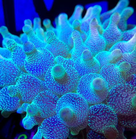 Bubble tip Anemones are a popular home for Clown fish. It comes in many colours, sometimes with different coloured tips. Coloured Tips, Bubble Tip Anemone, Coral Reef Photography, Underwater Plants, Life Under The Sea, Sea Plants, Sea Anemone, Cool Fish, Deep Sea Creatures