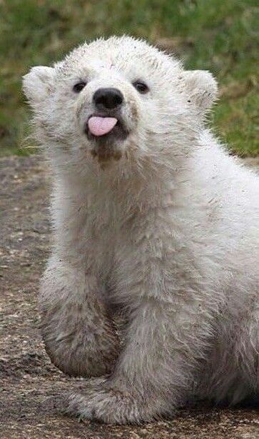 Cute Polar Bear Pictures, Polar Bears Cute, Funny Polar Bear, 300x300 Pictures, Bear Cub Cute, Pola Bear, Polar Bear Funny, Bear Tumblr, Bear And Cat