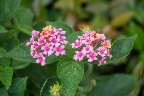 Lantana Plant, Lantana Camara, Hummingbird Nectar, Small Nurseries, Southern Garden, Fuchsia Flowers, Plant Problems, Water Spray, House Landscape