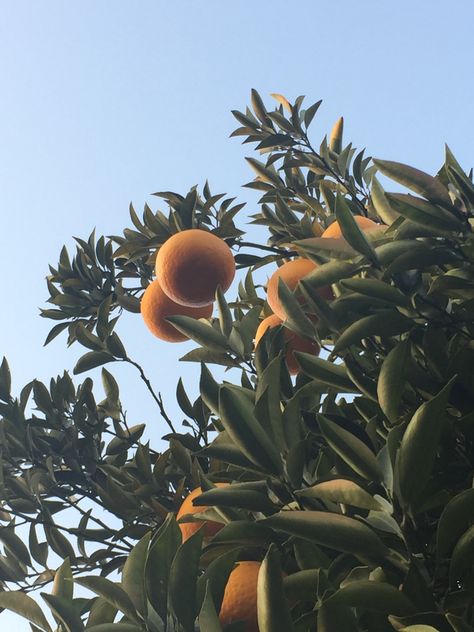 The photograph is taken pointed upwards towards a Japanese citrus tree. Two oranges are at the center of the image, surrounded by foliage. The blue sky above is a light pastel. The tree and fruit are bathed in beautiful shadows and highlights. Yuzu Aesthetic, Citrus Aesthetic, Immersive Dining, Citrus Tree, Blue Core, You Are My Life, Citrus Trees, + Core + Aesthetic, Hetalia