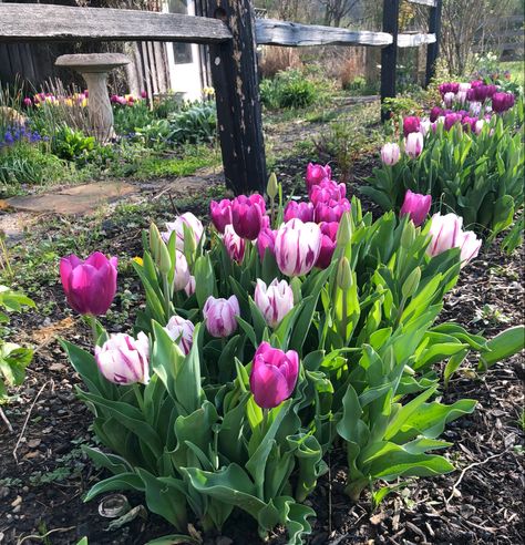 Tulips In Garden, Bulbs Garden Design, Dreamy Gardens, Future Garden, Garden Bulbs, Purple Tulips, Front Lawn, Flowers For You, Farm Gardens