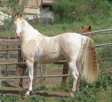 "Little Miz Perfect" - registered American Saddlebred mare in perlino tobiano.  She is the only registered ASB with her genetic makeup. Cavalo Palomino, Rare Horse Colors, Rare Horse Breeds, American Saddlebred Horses, Coat Ideas, Horse Coat Colors, Real Animals, Rare Horses, American Paint Horse