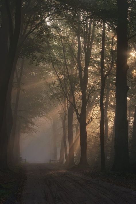 a way with trees Dark Naturalism, Vintage Foto's, Dark Paradise, Dark Academia Aesthetic, Alam Yang Indah, Nature Aesthetic, In The Forest, Sky Aesthetic, Green Aesthetic