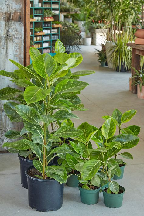 For a striking, refined look with clean lines, you can't beat Ficus benghalensis 'Audrey' (above left) and Ficus altissima 'Yellow Gem' (above right). 'Audrey' has rounded leaves with a deep green hue, while 'Yellow Gem' stands out with lemon-lime foliage that brightens the room. Via Flora Grubb email 1-6-22 Ficus Tree Indoor, Ficus Altissima, Ficus Plant, Indoor Tropical Plants, Indoor Plants Low Light, Hgtv House, Flora Grubb, Small Indoor Plants, Indoor Tree