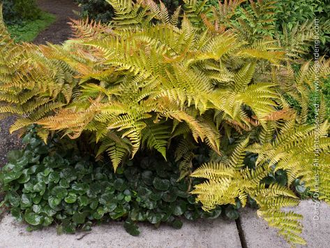 Fern and Hardy Ginger Foliage Duo Dry Shade Plants, Northwest Garden, Autumn Fern, Types Of Ferns, Plants Under Trees, Yard Inspiration, Edging Plants, Shade Garden Plants, Wild Ginger