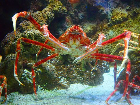 The Japanese spider crab, Macrocheira kaempferi, lives in the waters around Japan. It has the largest leg span of any arthropod, reaching up to 3.8 metres (that's almost 12ft 6in and weighing up to 19 kilograms (a little less than 42 lbs). Robber Crab, Japanese Spider Crab, Spider Crab, Creepy Animals, Water Creatures, Arthropods, Water Photography, Crustaceans, Beautiful Fish