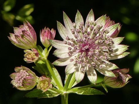 Masterwort / Astrantia major | On 27 June 2017, I visited th… | Flickr Astrantia Major, Plant Tattoo, Long T, Different Flowers, Decorative Flowers, Rock Garden, Star Shape, Flower Decorations, Wedding Flowers