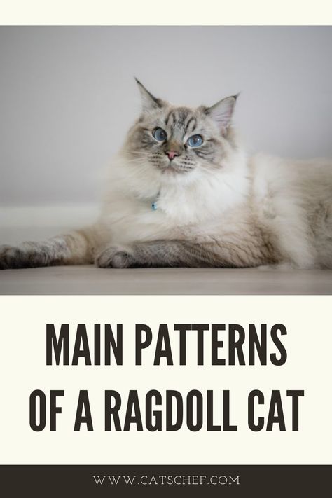 Ragdolls can have three patterns: bicolor, colorpoint, and mitted. Pointed coats resemble a traditional Ragdoll. A coloration described as “pointed” or “point coloration” has a light body and somewhat dark extremities, such as the face, ears, feet, and tail. Traditionally, Ragdolls are always born white. They begin to gradually develop color at around one week of age, but they don’t fully develop color until they are between three and four years old. #catschef #cat #cats #kitten #kittens Blue Lynx Point Ragdoll, Lynx Point Ragdoll, Bicolor Ragdoll, Fluffy Pets, Ragdoll Cats, Ragdoll Kitten, Fluffy Animals, Ragdoll Cat, Lynx