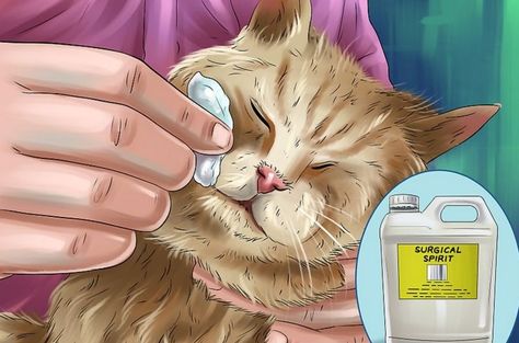 How Do You Treat a Cat With Acne? Feline Acne, Cat Acne, Chin Acne, Cat Area, Sick Cat, Home Remedies For Acne, Cat Dander, Cat Shedding, Pet Ideas