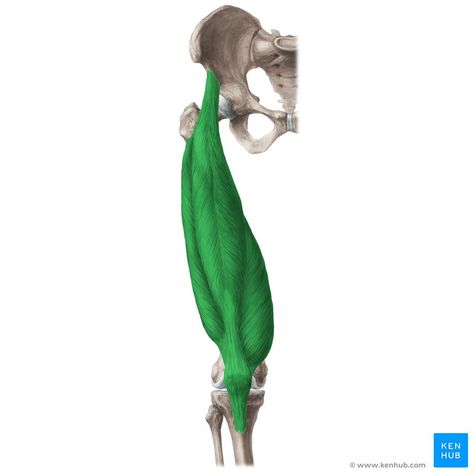 Quadriceps Anatomy, Quadriceps Femoris, Medical Science, Anatomy, Medical, Pins