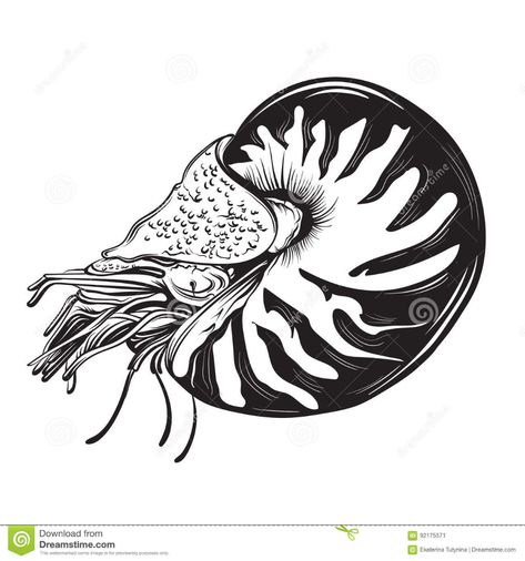 Nautilus Drawing, Shell Graphic, Hand Graphic, Shell Drawing, Beach Drawing, Hand Drawn Illustration, Creative Artwork, Print Inspiration, Drawn Illustration