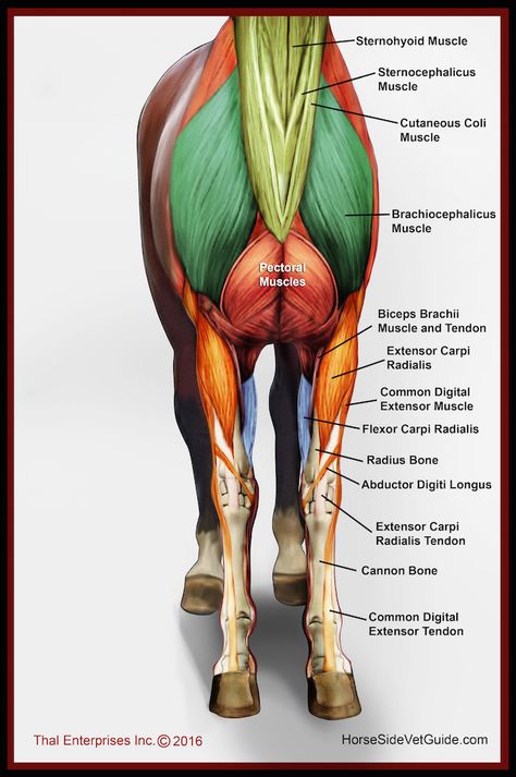 Superficial Front Limb & Neck Muscles, Front View Equine Massage Therapy, Horse Massage, Equine Massage, Equine Veterinary, Horse Lessons, Horse Information, Neck Muscles, Healthy Horses, Vet Medicine