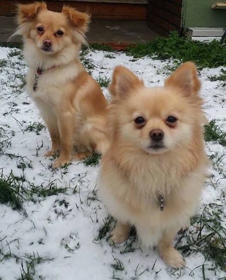 Pom Chi Dogs, Pomchi Haircut, Pomeranian Mix Puppies, Pomchi Dogs, Puppy Gear, Pomchi Puppies, Chihuahua Mix Puppies, Pomeranian Chihuahua Mix, Chihuahuas Dogs