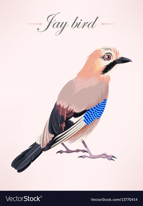 Eurasian Jay, Bird Painting Acrylic, Bird Brain, Jay Bird, Bird Drawings, Blue Jay, Birds Painting, Png Images, Adobe Illustrator