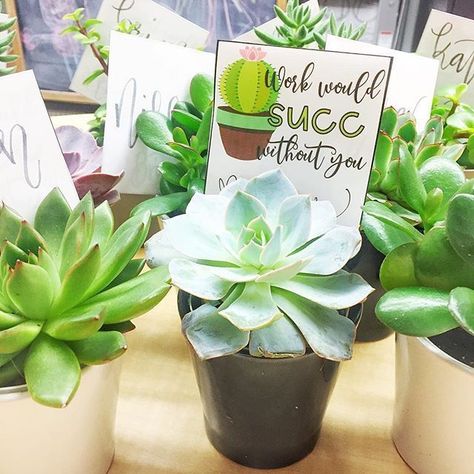 Tell your teacher BFF that you love them with this free succulent gift tag "Work would succ without you!" Staff Appreciation Gifts, Coffee Gift Basket, Succulent Gift, Staff Gifts, Employee Appreciation Gifts, Succulent Gifts, Staff Appreciation, Work Gifts, Employee Appreciation