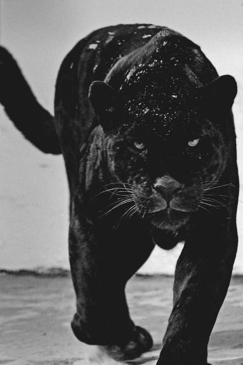 Macan Kumbang, Black Panther Hd Wallpaper, Black Panther Cat, Panther Cat, Gato Grande, Black Jaguar, Seni 3d, Animale Rare, Black Animals