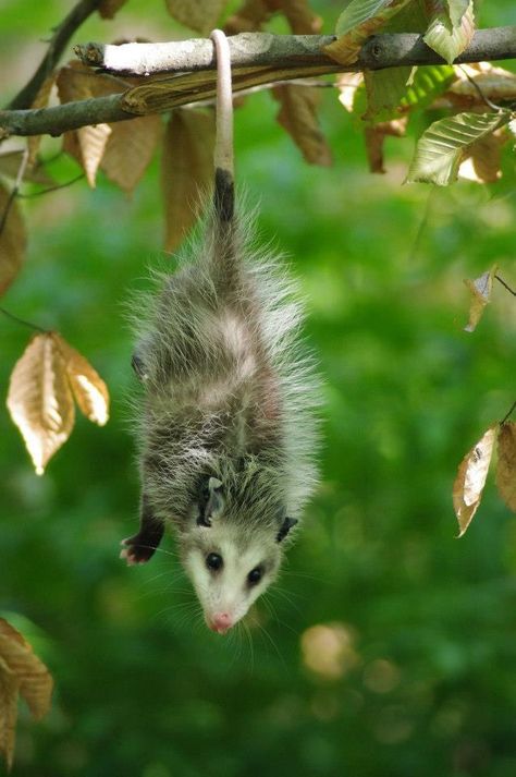 Possum Painting Acrylic, Possum Hanging By Tail, Possum Drawing Reference, Opossum Reference, Possum Reference, Moonshine Cybin, Possum Photo, Possum Pictures, Opossum Hanging