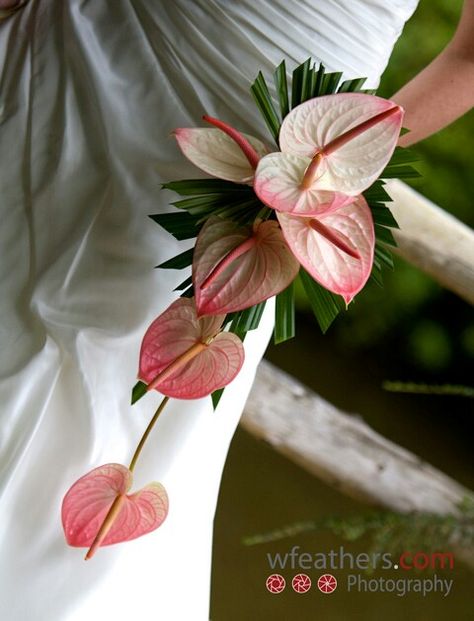 Simple Cascading Bridal Bouquet Of: Pink Anthurium + Green Tropical Foliage Anthurium Bouquet, Pink Anthurium, Tropical Wedding Bouquets, Tropical Weddings, Bouquets Ideas, Floral Projects, Simple Wedding Bouquets, Anthurium Flower, Bridesmaid Diy