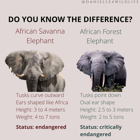 Infographic about African Elephants Animal Encyclopedia, Forest Elephant, Wildlife Biology, African Forest, Elephant Species, African Wildlife Photography, Animal Infographic, Elephant Png, African Forest Elephant