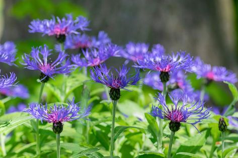 Plantain Lily, Prairie Planting, Montana Mountains, Bachelor Buttons, Best Perennials, Perennial Border, Blue And Purple Flowers, Coastal Gardens, Remember The Name