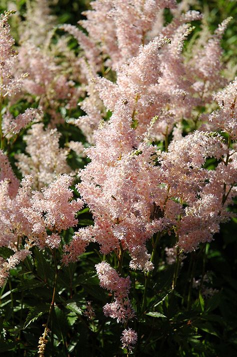 Europa Astilbe (Astilbe japonica 'Europa') at GardenWorks Astilbe Japonica, False Spirea, Identify Plants, Identify Plant, Plant Home, Outdoor Pots, Pollinator Garden, Garden Centre, Herbaceous Perennials