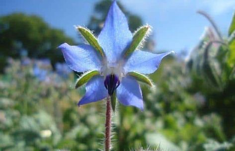 Borage Oil Benefits, Herb Drink, Edible Flowers Recipes, Folk Medicine, Medicinal Herbs Garden, Borage Oil, Herb Gardening, Sacred Plant, Vegan Cafe