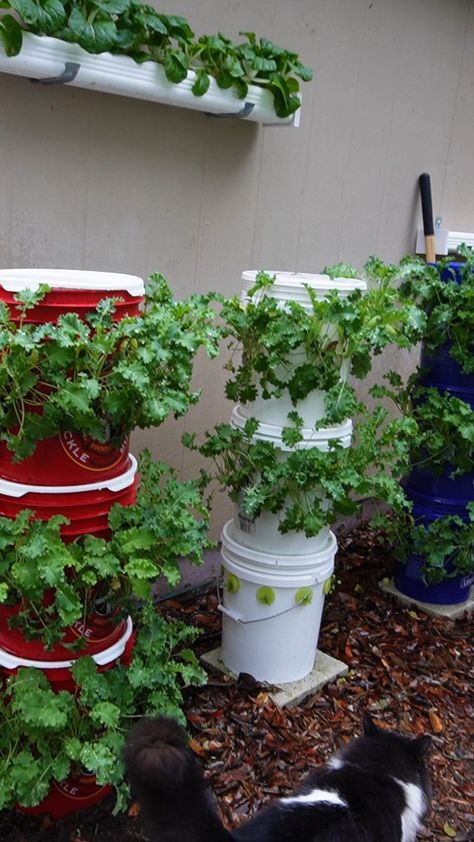 Made a vertical garden tower with Firehouse Subs 5 gallon pickle buckets. | Keep on Growin' Home & Garden | Keep on Growin' Home & Garden · Original audio Vertical Grow Tower, Vertical Hydroponic Gardening Diy, Bucket Gardening 5 Gallon, 5 Gallon Bucket Garden, Vertical Garden Tower, Herb Tower, Garden Decorations Ideas, Bucket Garden, Firehouse Subs