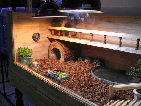 Click this image to show the full-size version. Tartaruga Habitat, Turtle Cage, Tortoise Cage, Turtle Enclosure, Russian Tortoise Diet, Tortoise Table, Tortoise House, Tortoise Enclosure, Russian Tortoise